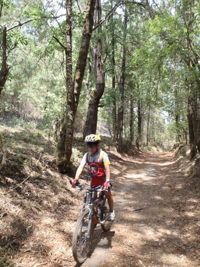 Explora los bosques